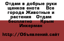 Отдам в добрые руки щенков енота. - Все города Животные и растения » Отдам бесплатно   . Крым,Инкерман